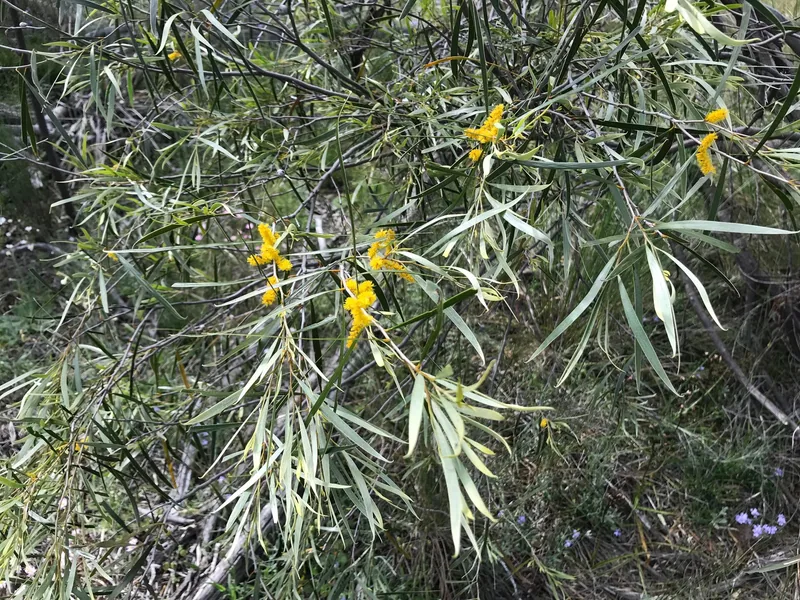 Acacia acuminata