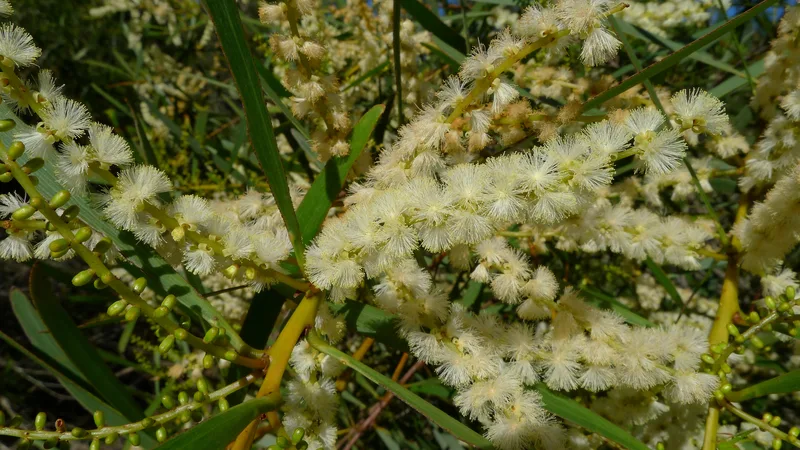 Pale cream, cylindrical flower spikes along green stems among long narrow leaves.