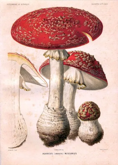 Amanita muscaria
