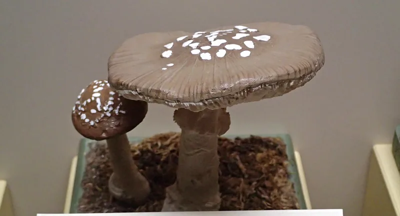 Amanita pantherina