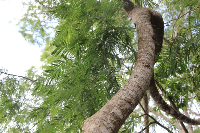 Anadenanthera colubrina