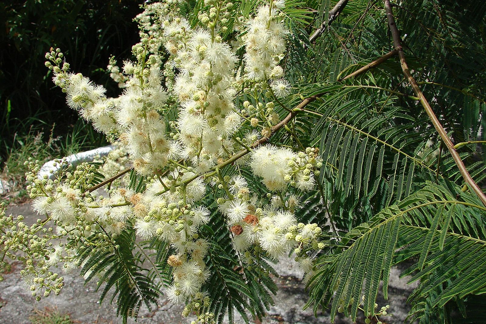 Anadenanthera colubrina