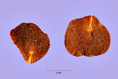 Anadenanthera peregrina