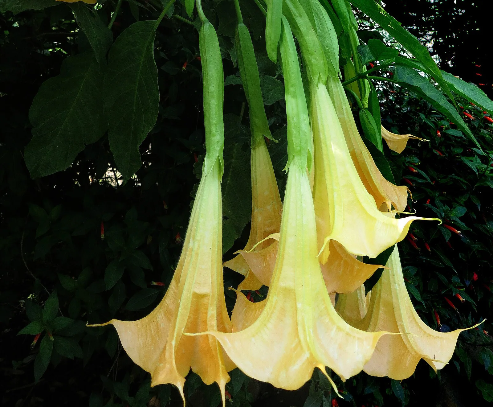Brugmansia suaveolens