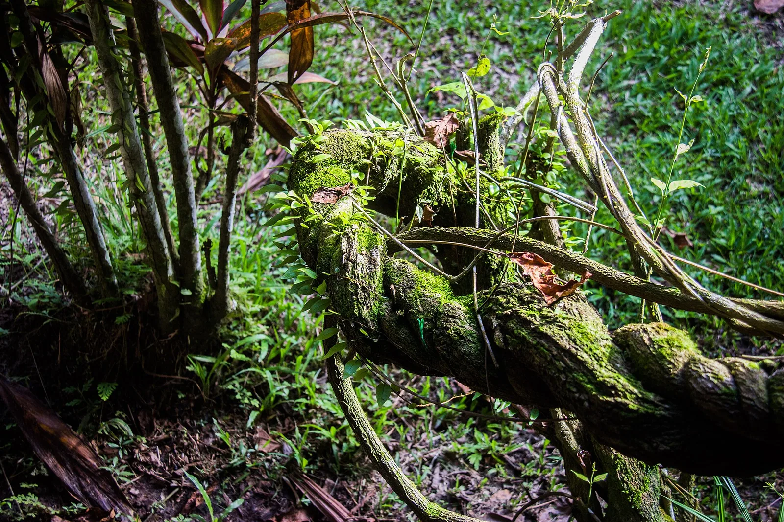 Banisteriopsis caapi