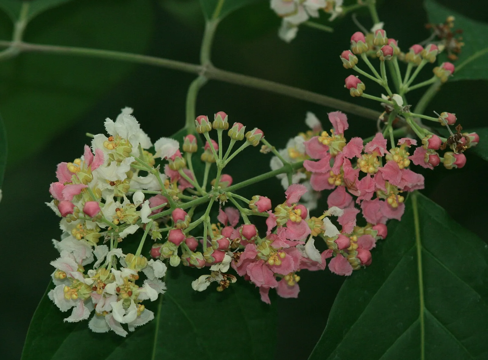 Pink and white flowers and buds of Banisteriopsis caapi in umbel-like clusters among dark green leaves
