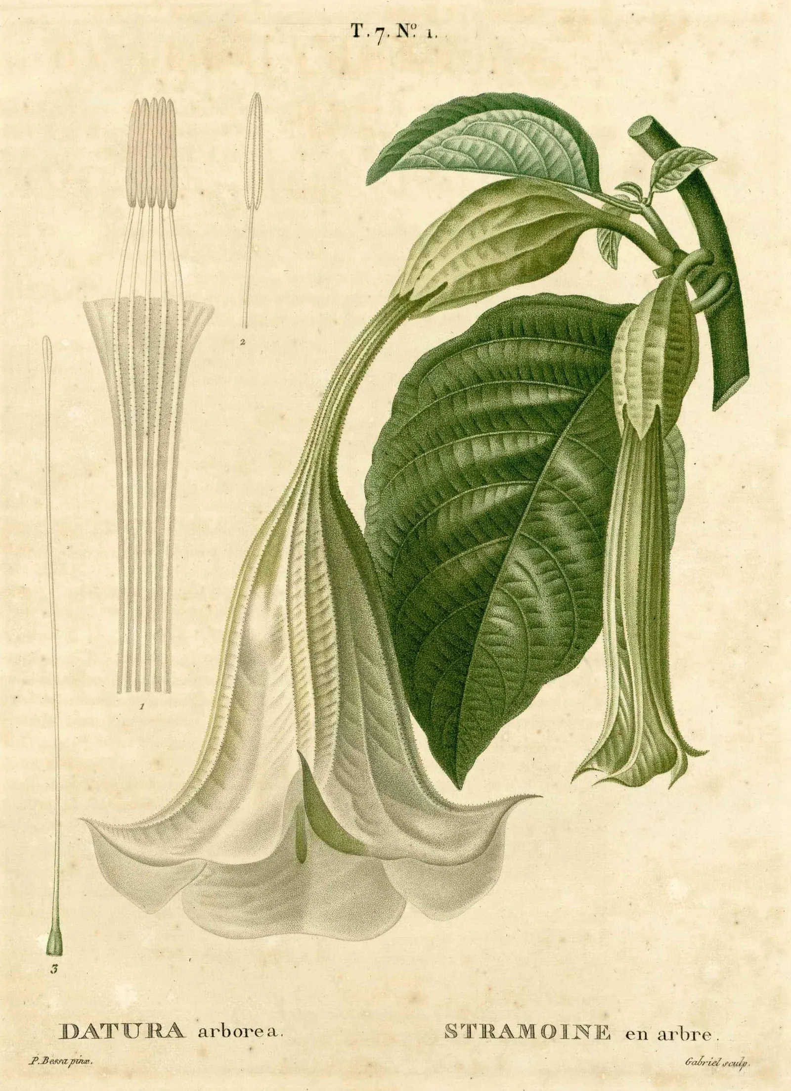 Brugmansia suaveolens