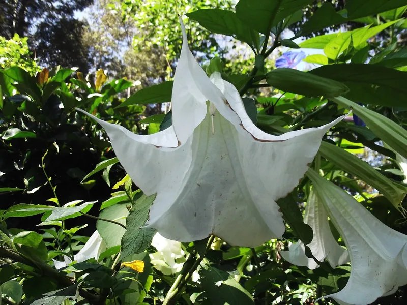 Brugmansia suaveolens