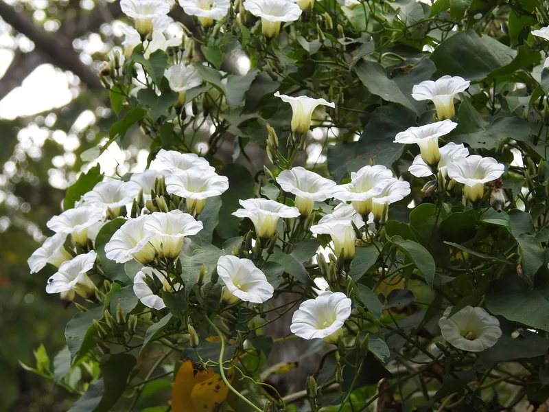 Ipomoea corymbosa