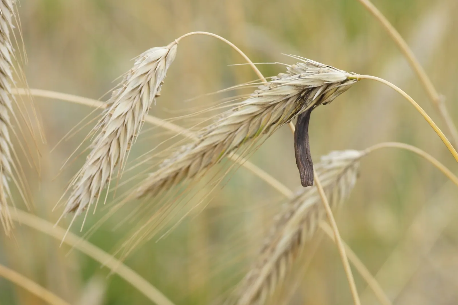 Claviceps purpurea