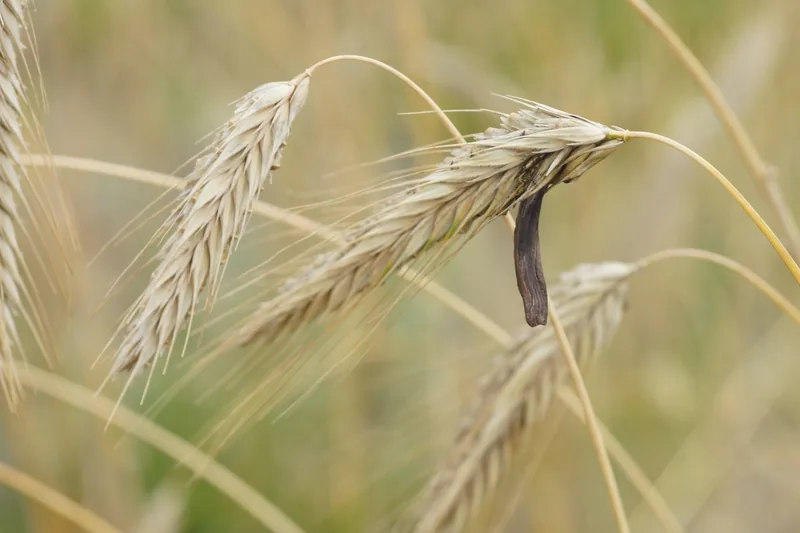 Claviceps purpurea