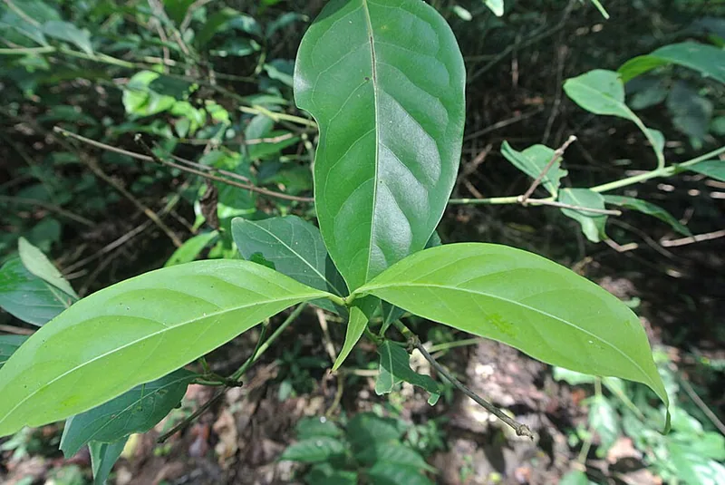 Diplopterys cabrerana