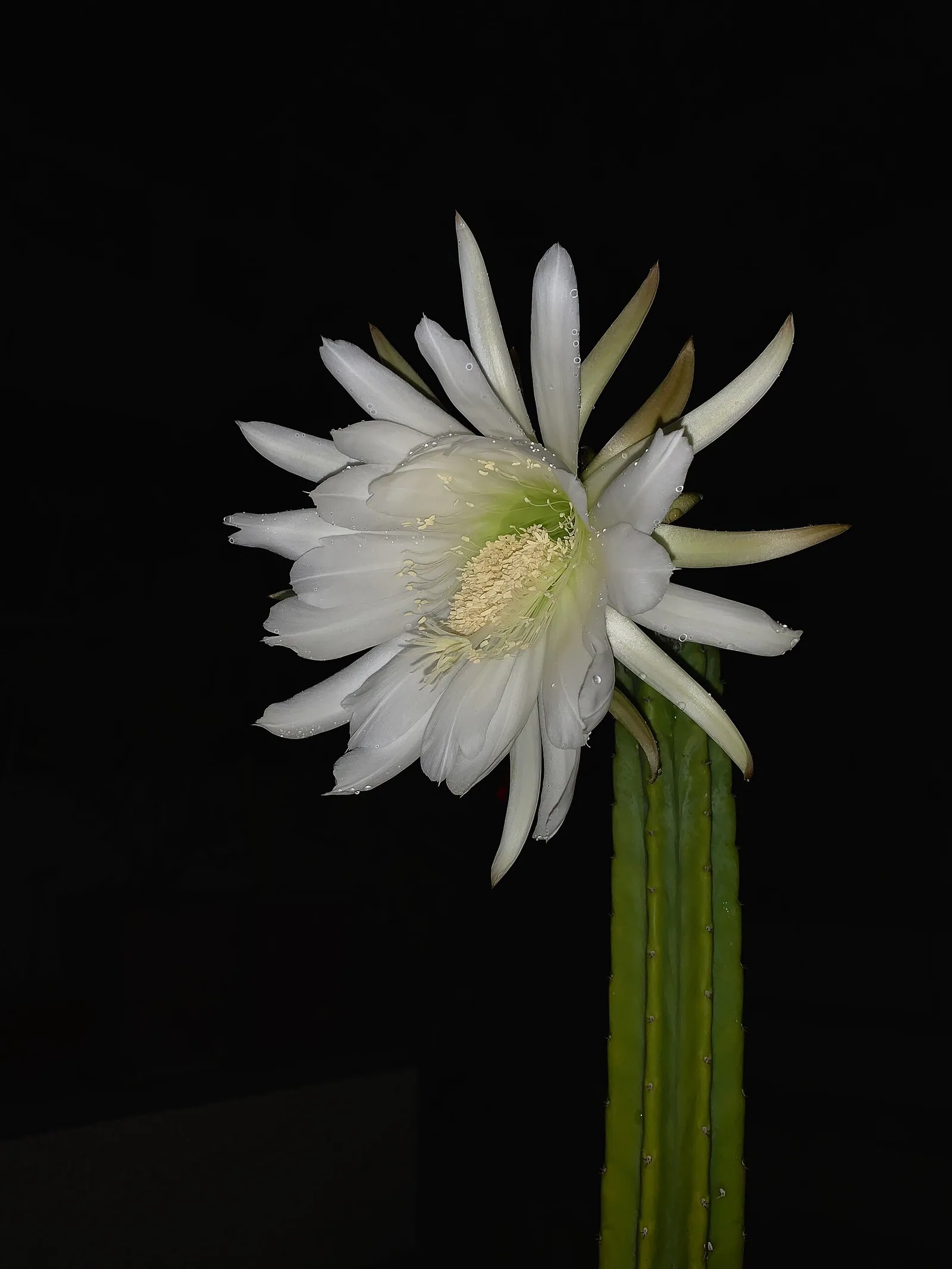 Echinopsis pachanoi
