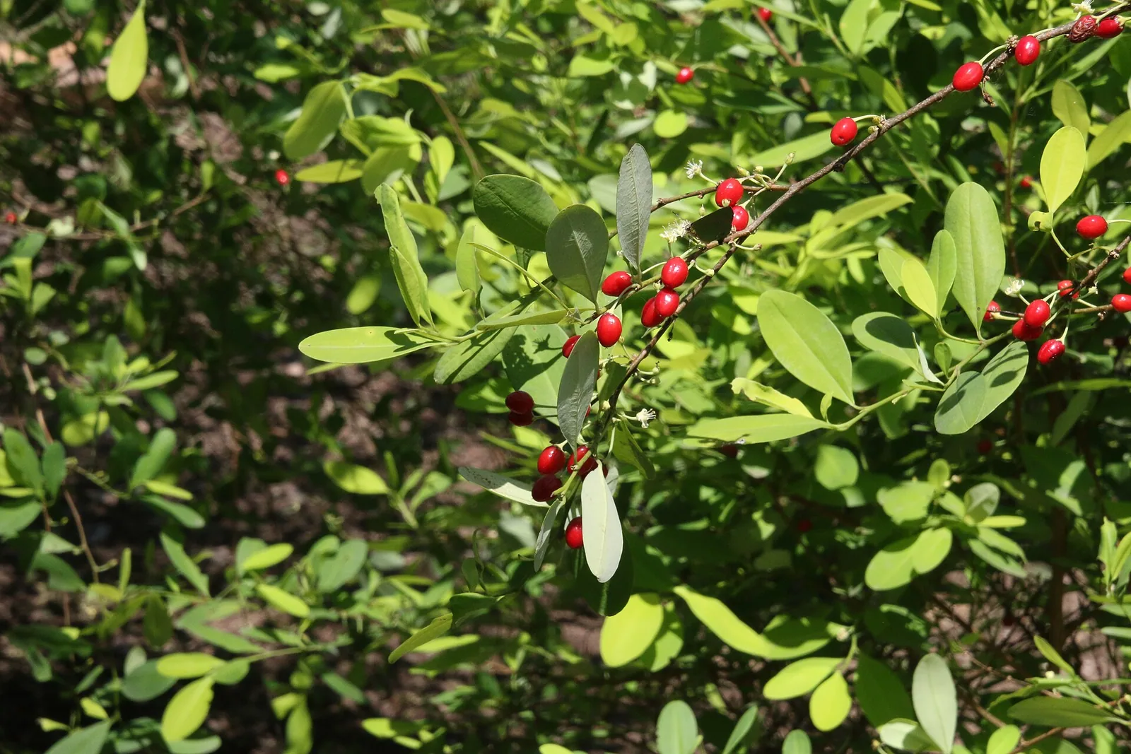 Erythroxylum coca