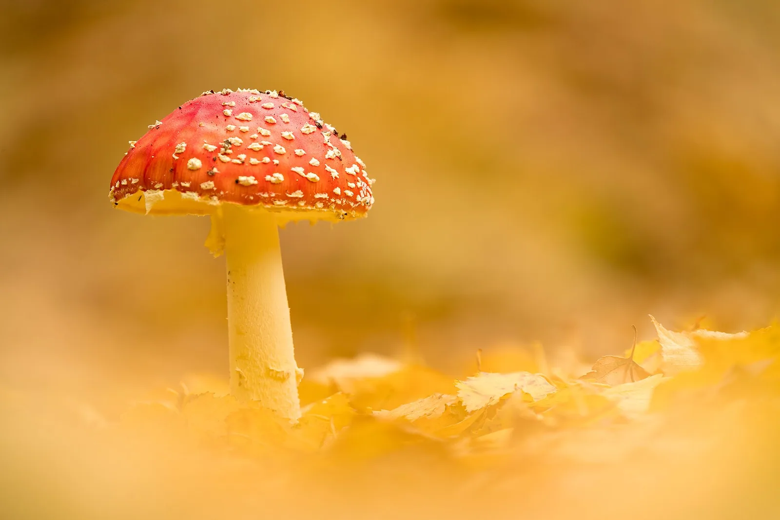 Amanita muscaria, New Forest · Wikimedia Commons