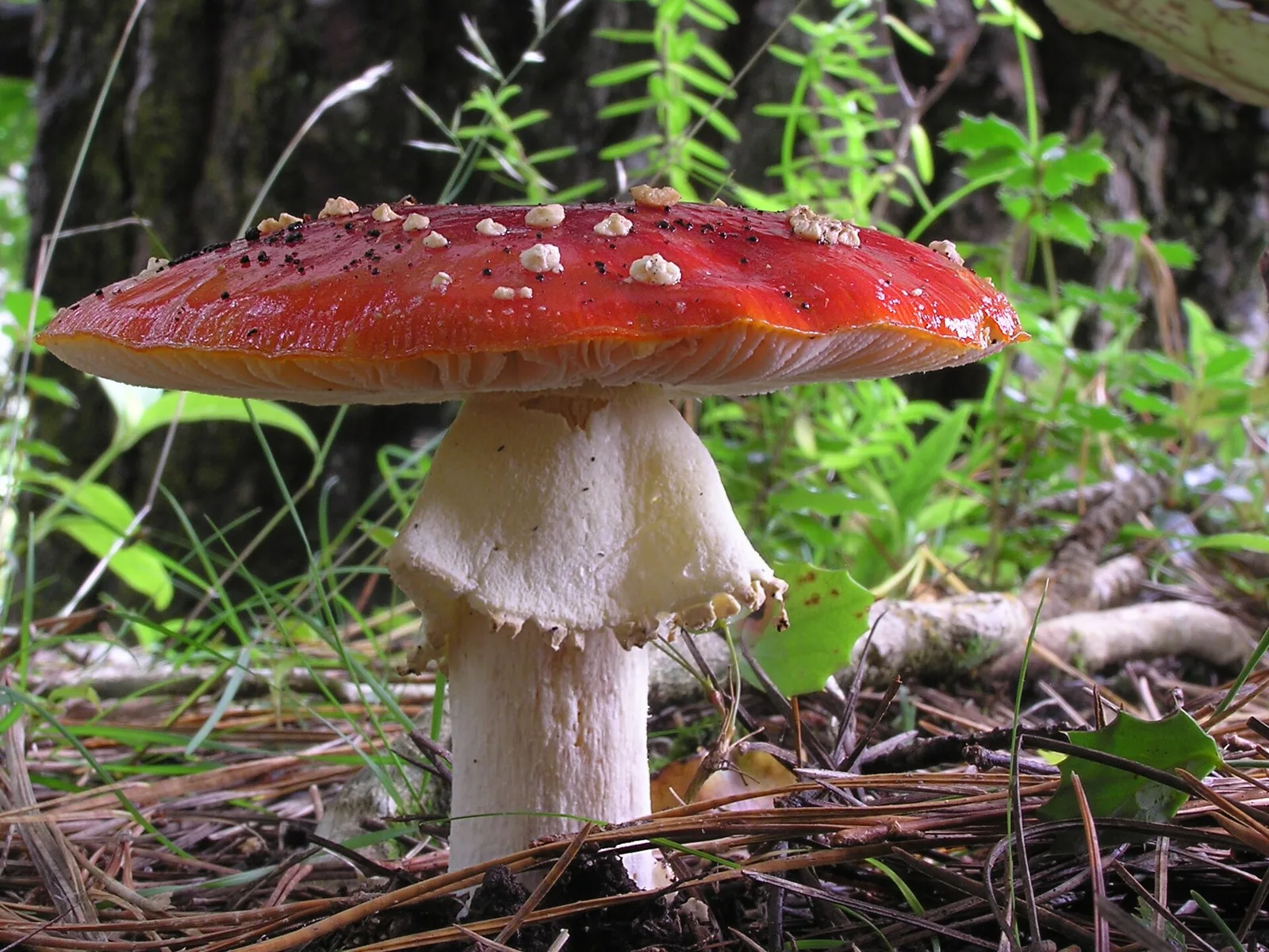 Amanita muscaria (L.) Lam. sensu lato