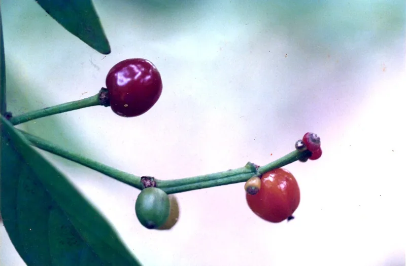 Psychotria viridis
