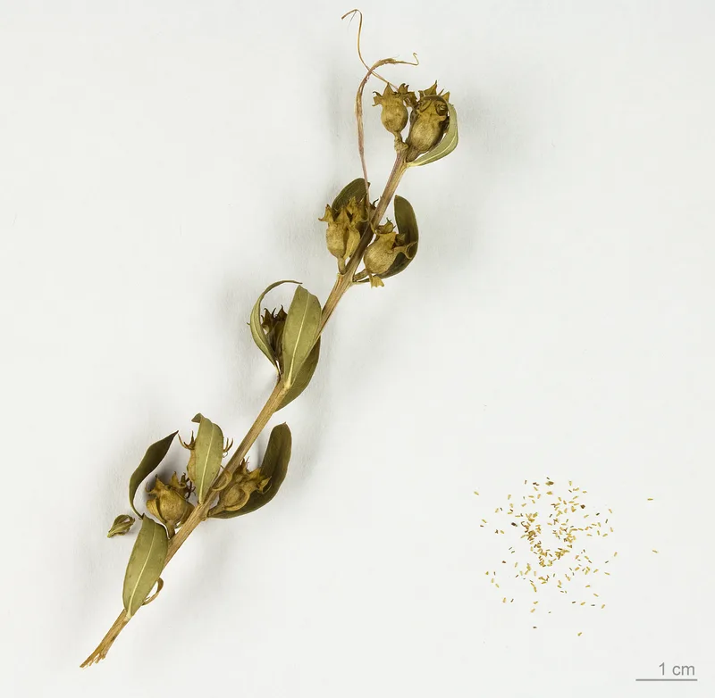 A dried stem with persistent cup-shaped fruits, and a small heap of tiny seeds beside a centimetre scale