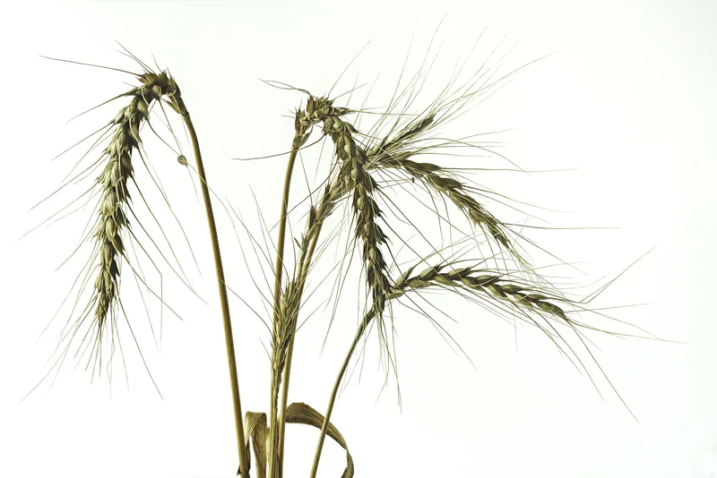 Hordeum vulgare