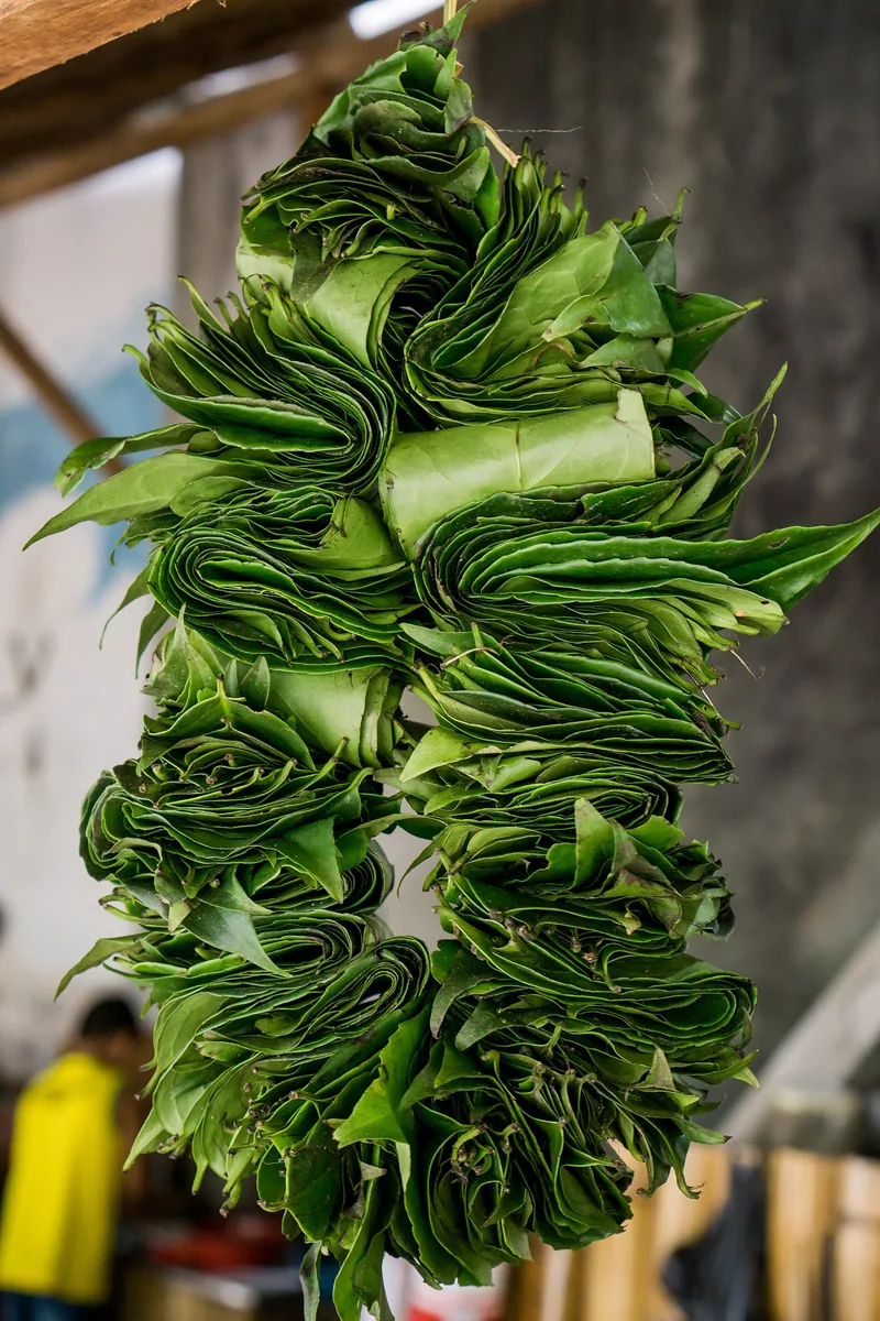 Ilex guayusa