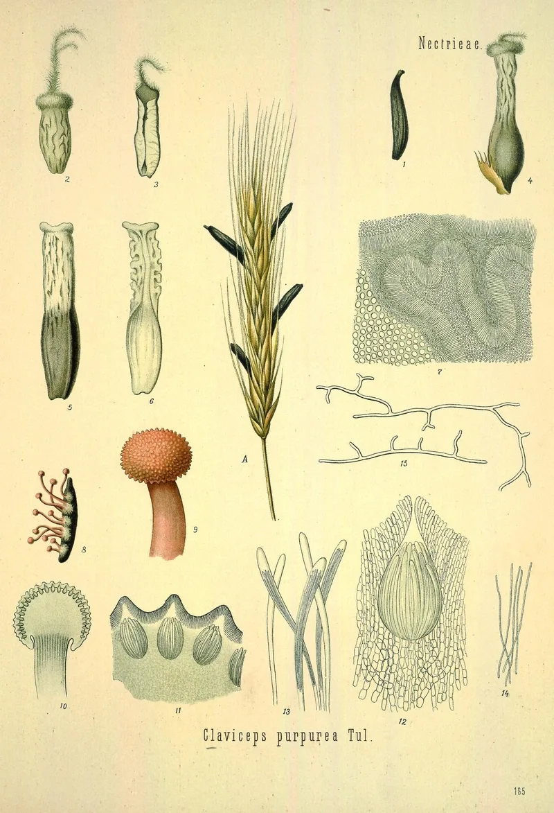 Botanical plate of Claviceps purpurea: a rye ear with dark sclerotia at centre, surrounded by numbered drawings of infected ovaries, sections, a germinating sclerotium with stalked heads, and microscopic details