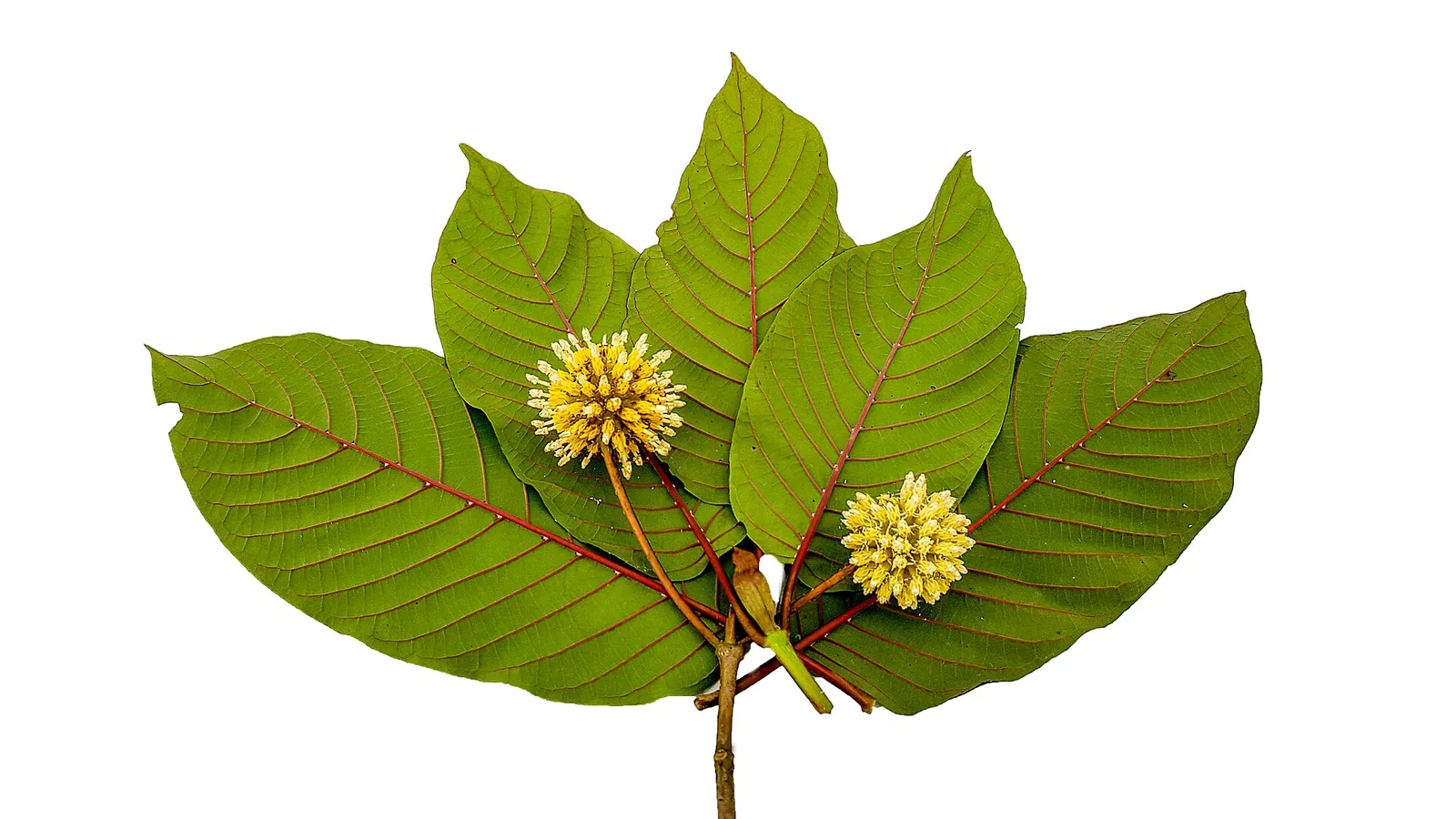 Mitragyna speciosa