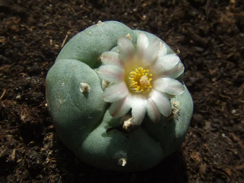 Lophophora williamsii (Lem. ex J.F.Cels) J.M.Coult.