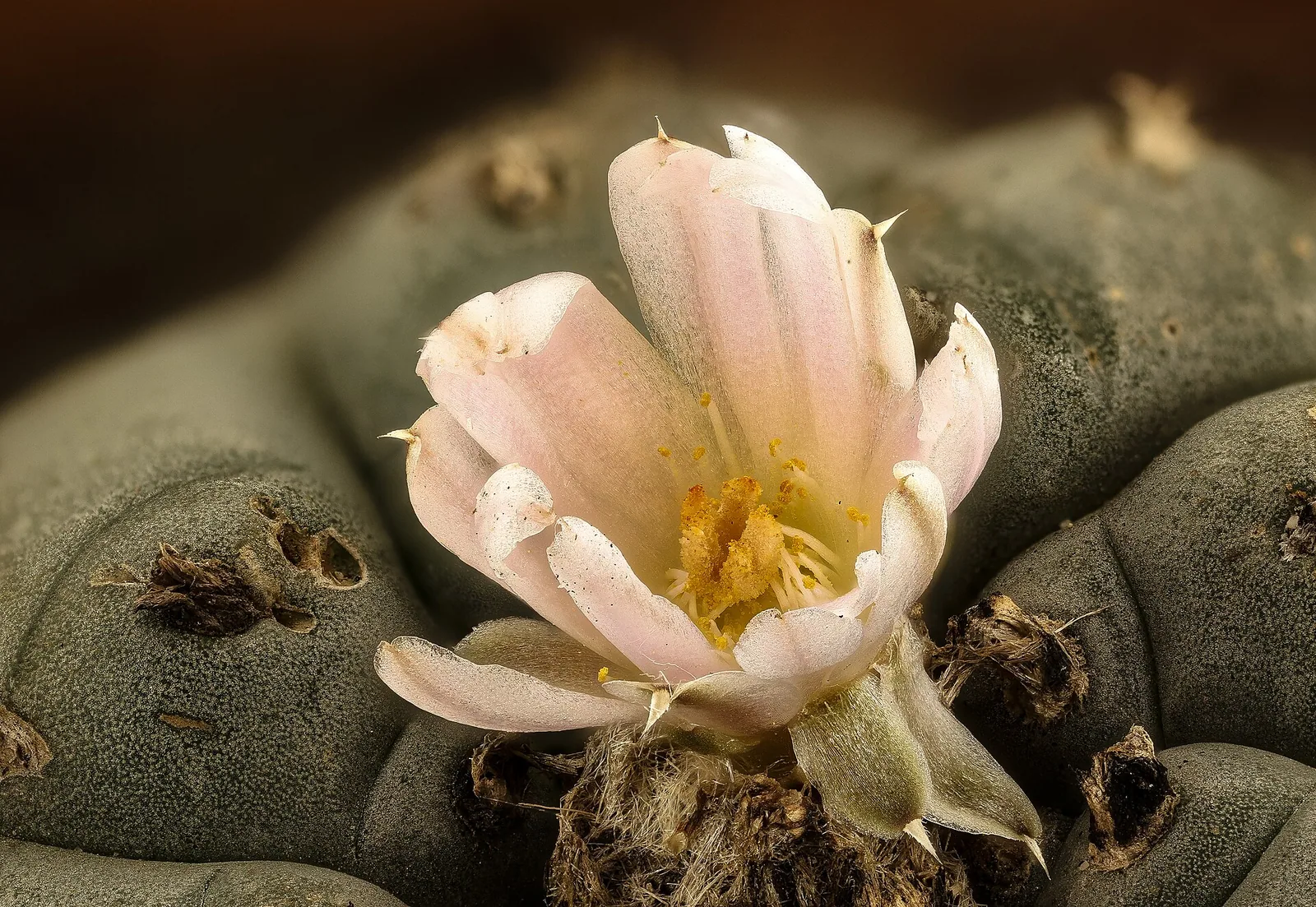 Lophophora williamsii