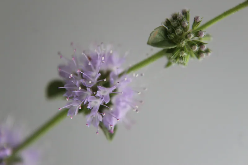 Mentha pulegium