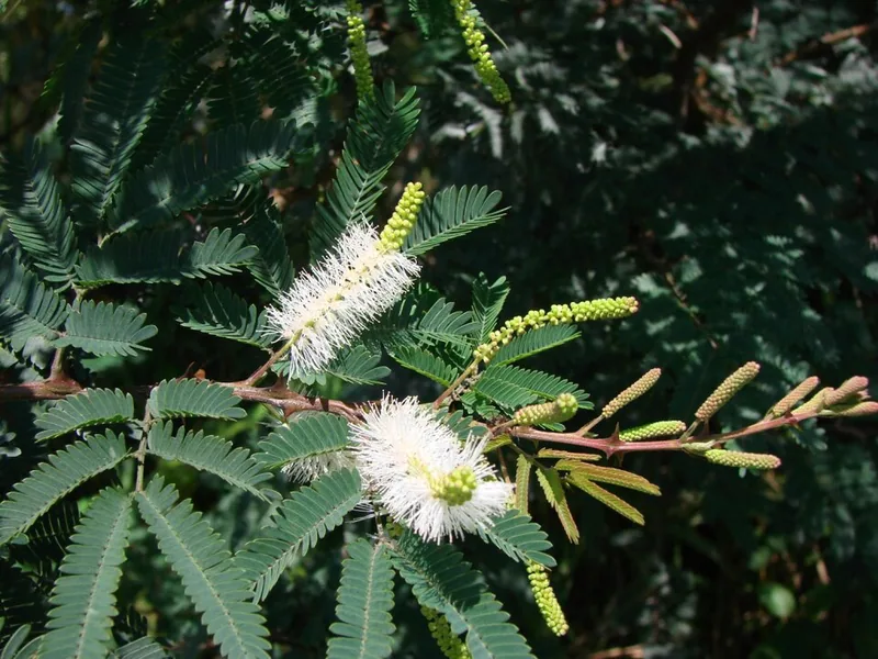 Mimosa tenuiflora