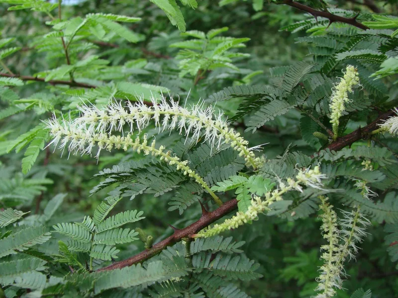 A branch of feathery bipinnate leaves with long, pale, catkin-like flower spikes