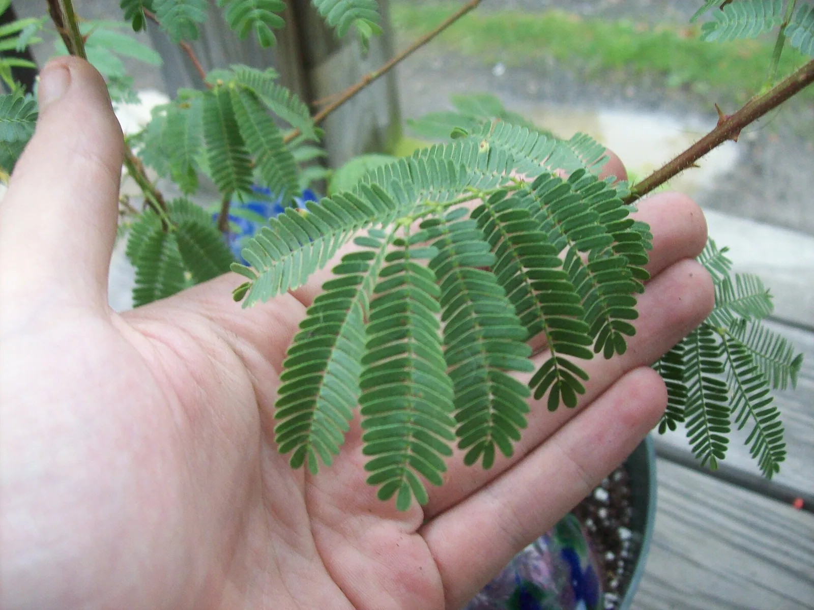 Mimosa tenuiflora (jurema) · Wikimedia Commons