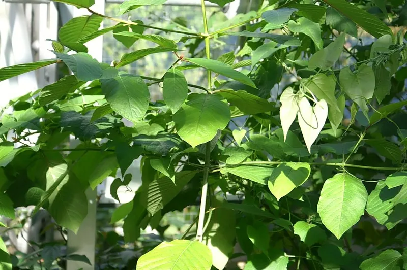 Mitragyna speciosa