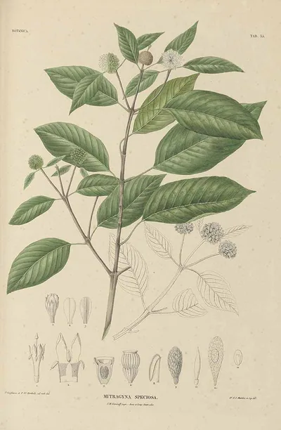 Mitragyna speciosa