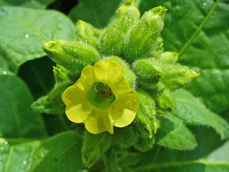 Nicotiana rustica