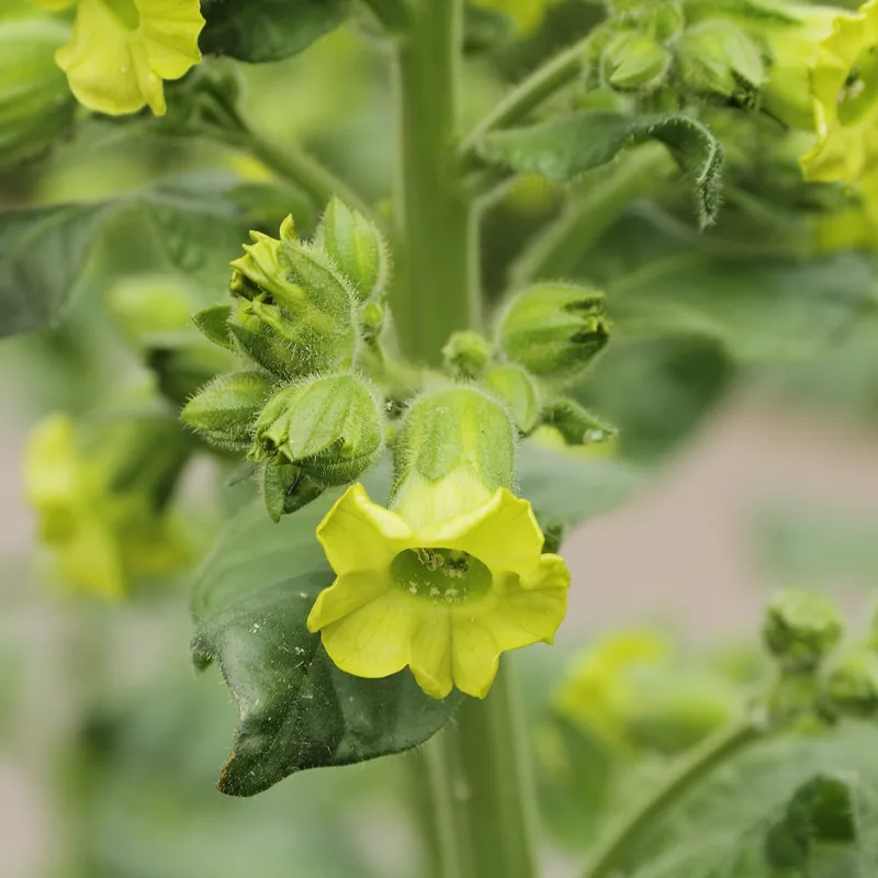 Nicotiana rustica