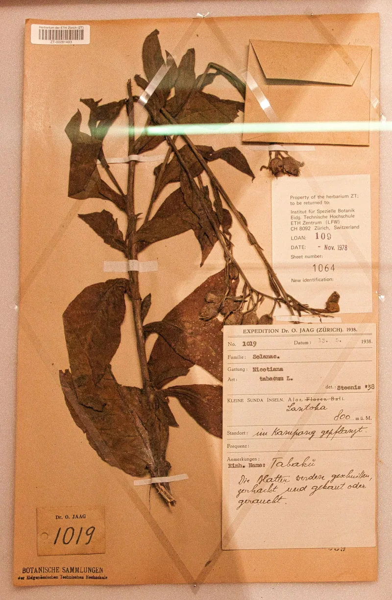 Nicotiana tabacum