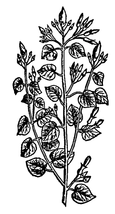Ipomoea corymbosa