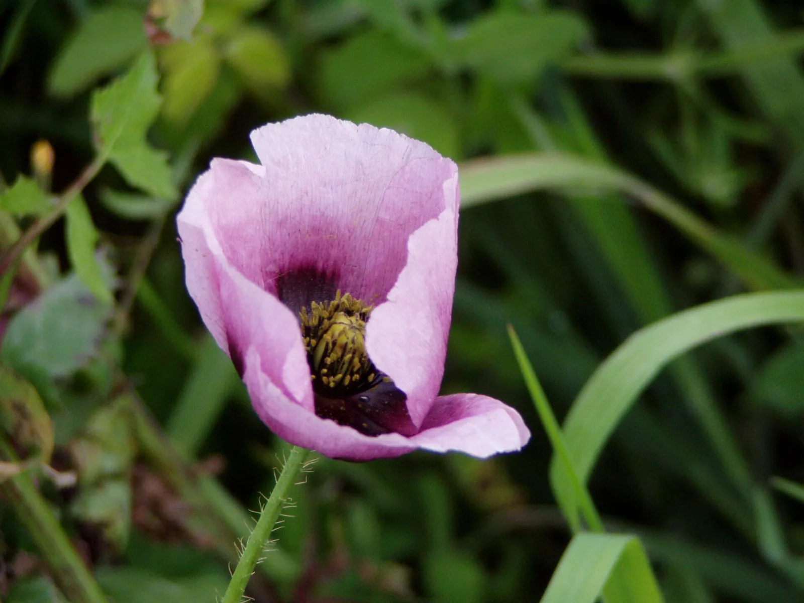 Papaver somniferum