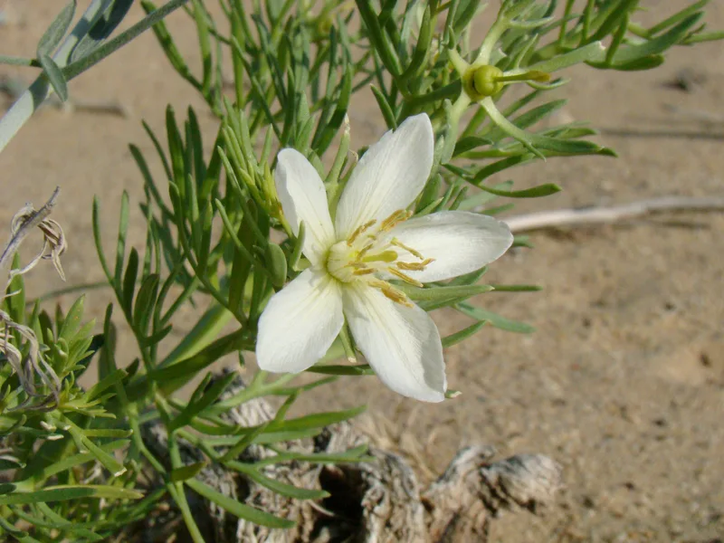 A single white five-petalled flower with yellow stamens among finely divided, needle-like leaves, on sandy ground.