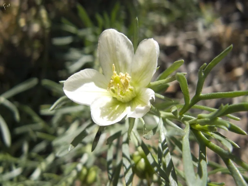 Peganum harmala