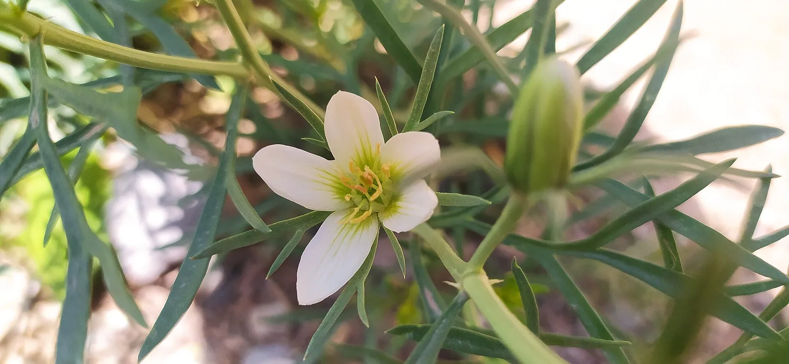 Peganum harmala