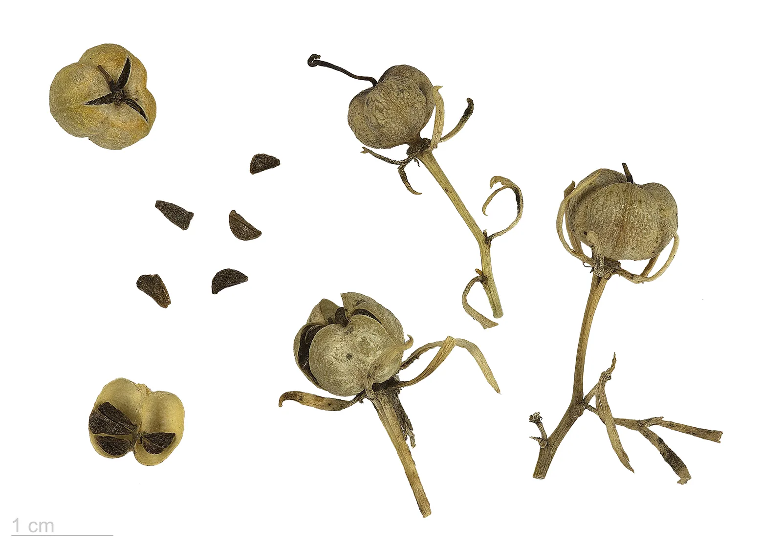 Dried fruit capsules and seeds of Peganum harmala on a white ground, with a one-centimetre scale