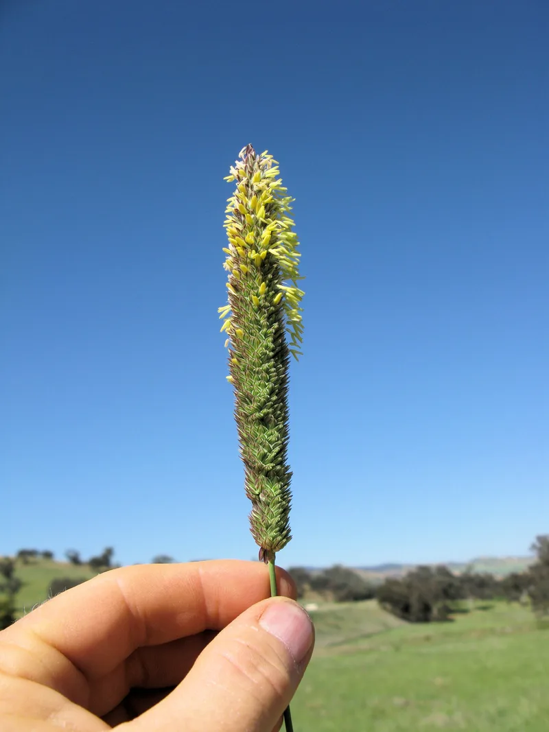 A dense cylindrical flower head of Phalaris aquatica, its yellow anthers out, held up against a blue sky above green pasture
