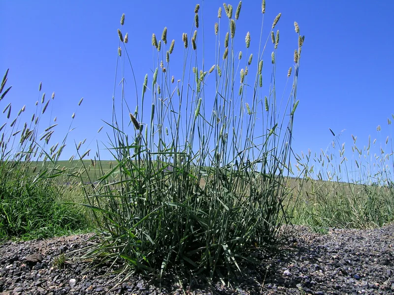 A large tuft of Phalaris aquatica with tall stems and cylindrical flower heads, growing at the gravel edge of a road