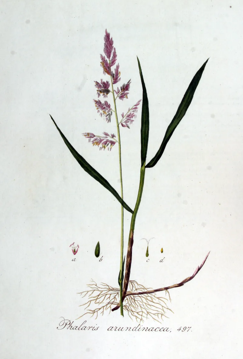 Hand-coloured engraving of Phalaris arundinacea: a flowering stem with a purplish branched panicle, two long leaves, creeping rhizome and floral details lettered a to d