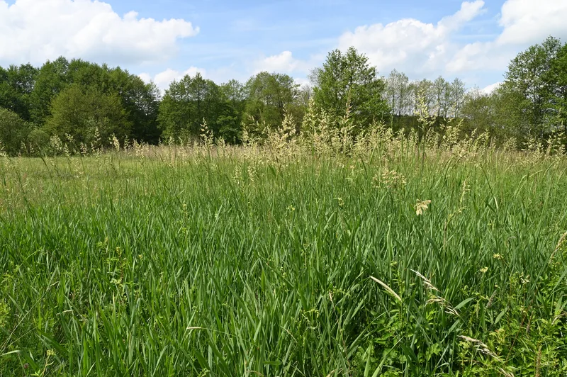 A meadow of tall reed canary grass in flower, pale panicles above dense green leaves, with trees behind