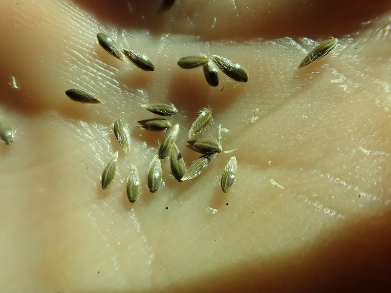 Phalaris arundinacea
