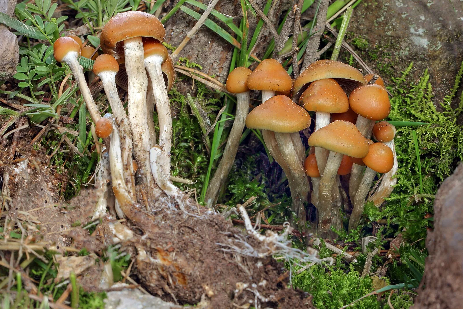 Psilocybe aztecorum, Nevado de Toluca