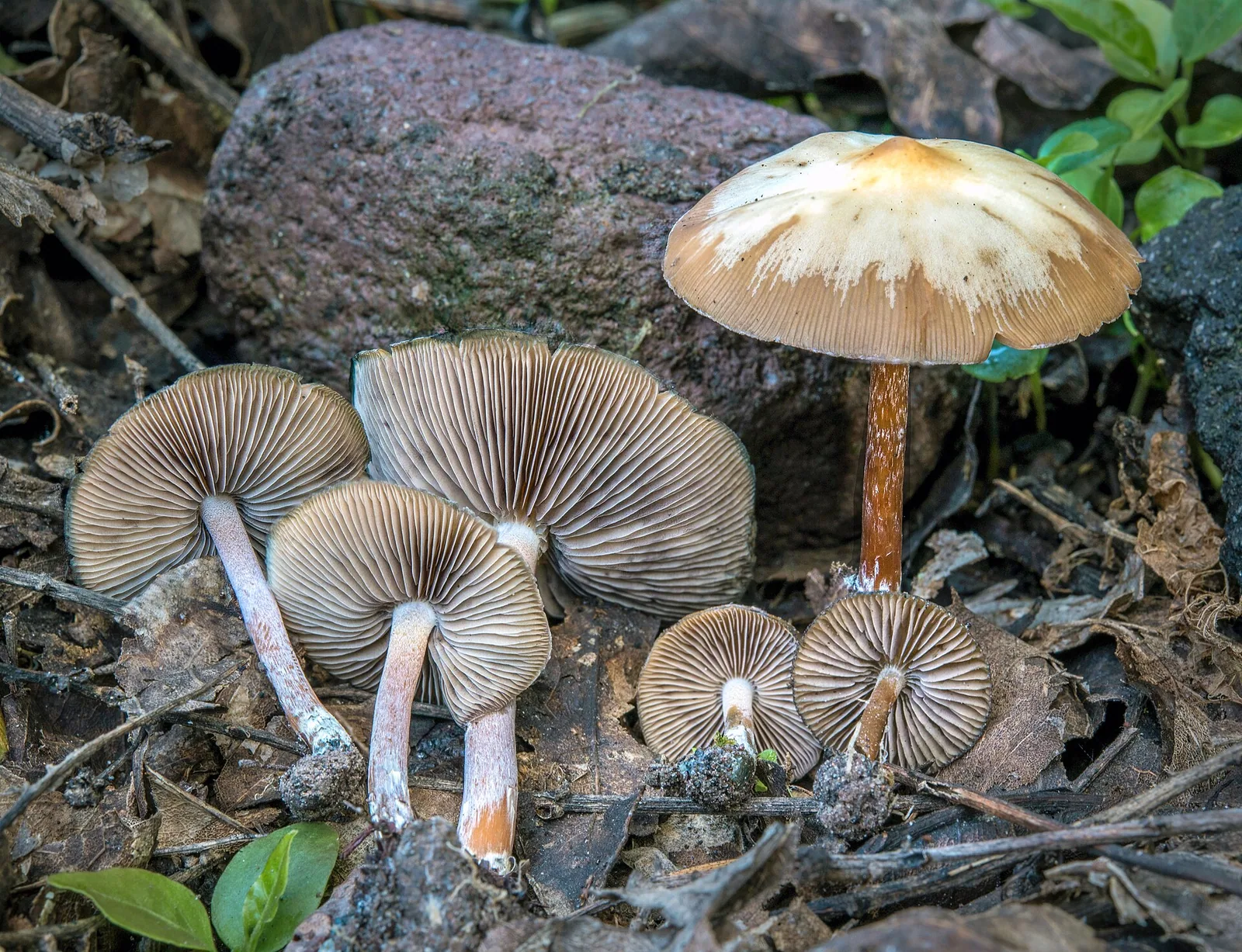 Psilocybe caerulescens, Colima